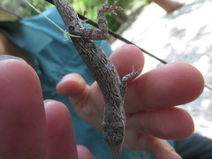 Anolis oligaspis