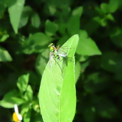 Chrysosoma leucopogon