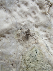 Rhacocleis maculipedes