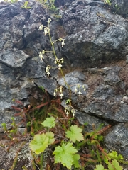 Heuchera glabra