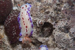 Hypselodoris capensis