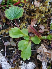 Primula cuneifolia