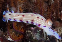 Hypselodoris capensis