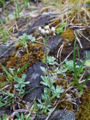 Antennaria alpina