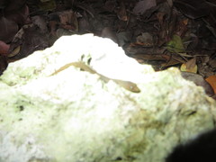 Sphaerodactylus notatus amaurus