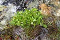 Cochlearia pyrenaica