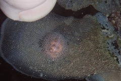 Corambe
