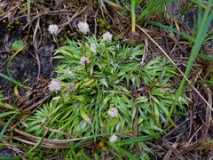 Tofieldia coccinea