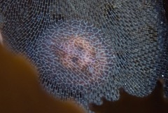 Corambe