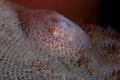Corambe