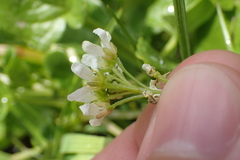Cochlearia pyrenaica