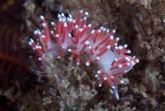 Paraflabellina funeka