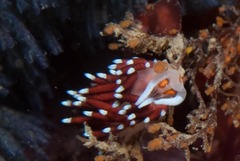 Cratena capensis