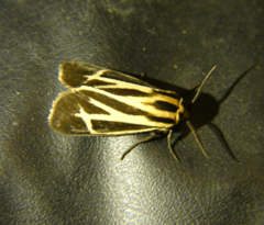 Apantesis vittata