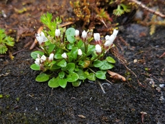 Cardamine bellidifolia