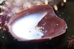 Crepipatella capensis