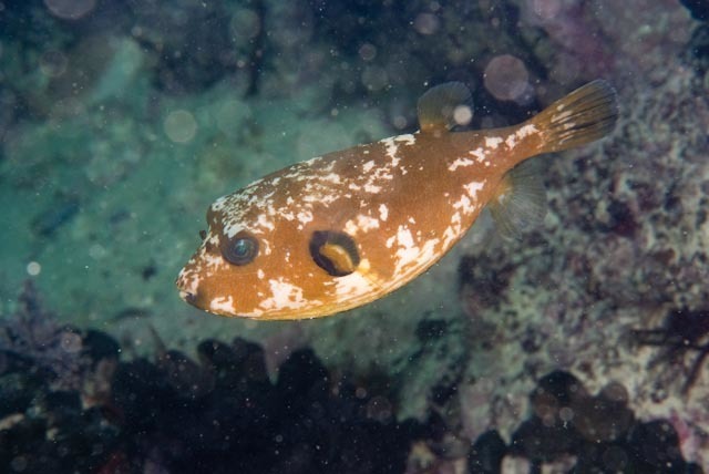 Bellystriped Blaasop