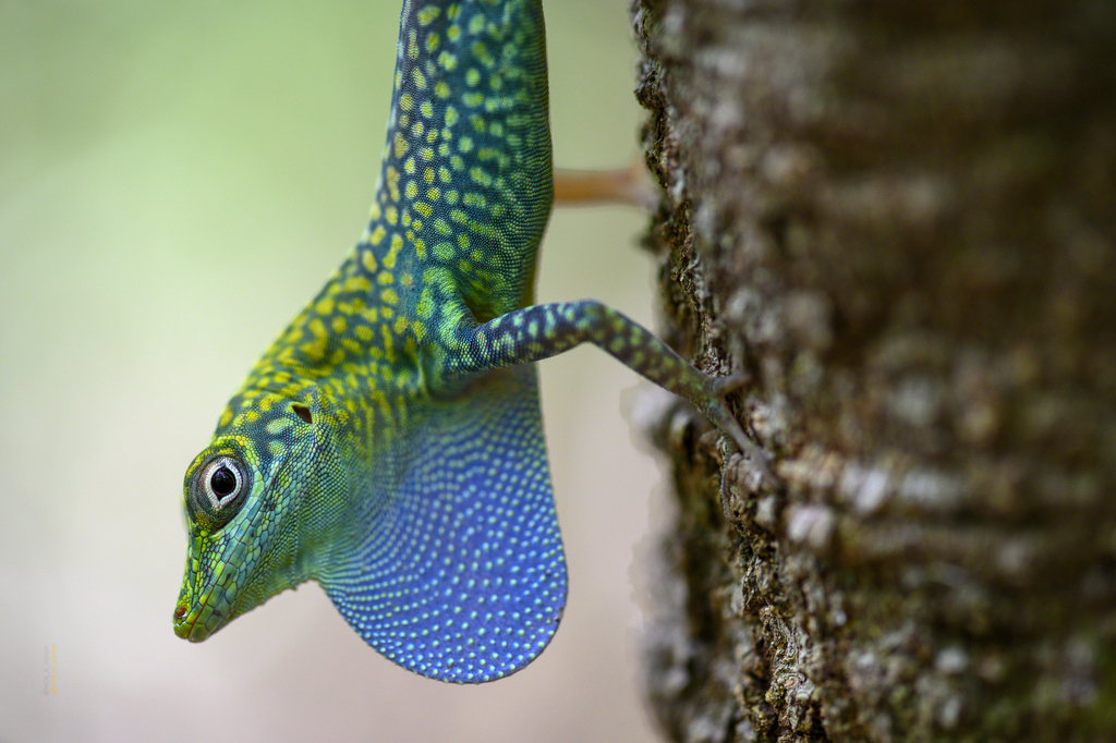 Grand Cayman Anole