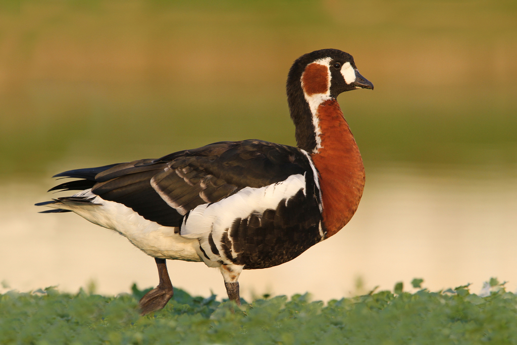 Red-breasted Goose (Branta ruficollis) photo