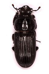Nigidius delegorguei