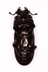 Nigidius delegorguei