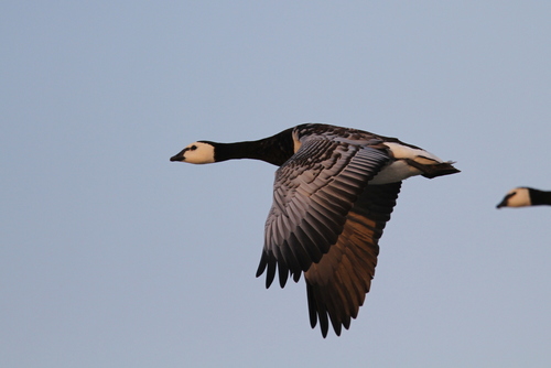 Barnacle Goose
