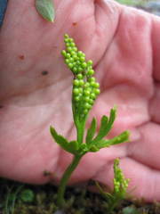 Botrychium lanceolatum