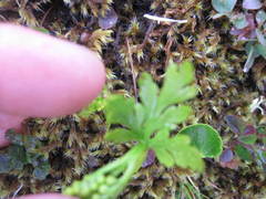 Botrychium lanceolatum