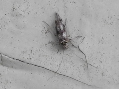 Psocus leidyi
