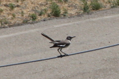 Mimus polyglottos