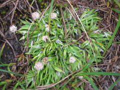Tofieldia coccinea