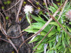 Tofieldia coccinea