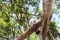 Polyboroides radiatus