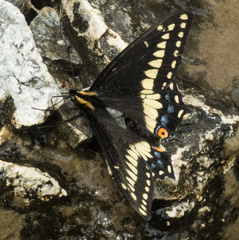 Papilio indra