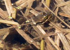 Rana pretiosa