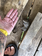 Microtus ochrogaster