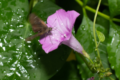 Ipomoea