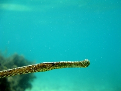 Deep-Snouted Pipefish photo 2