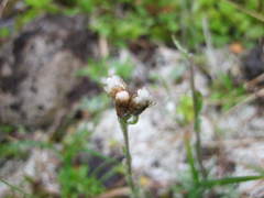 Antennaria alpina