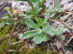 Antennaria alpina