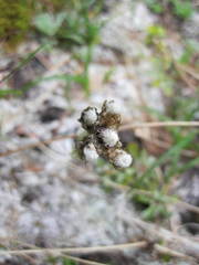 Antennaria alpina