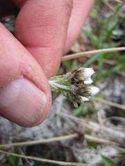 Antennaria alpina