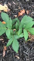 Magnoliopsida