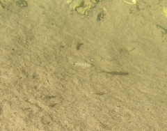 Diplodus
