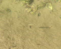Diplodus