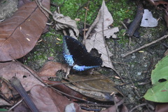 Lexias dirtea