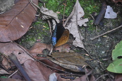 Lexias dirtea