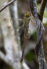 Triacanthagyna septima