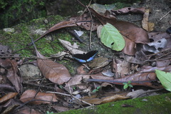 Lexias dirtea