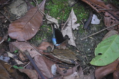 Lexias dirtea